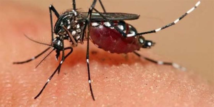 菲律宾今年屈公病例宗数激增，升幅达近382%。