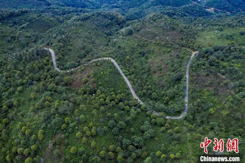 景迈山古茶林航拍。