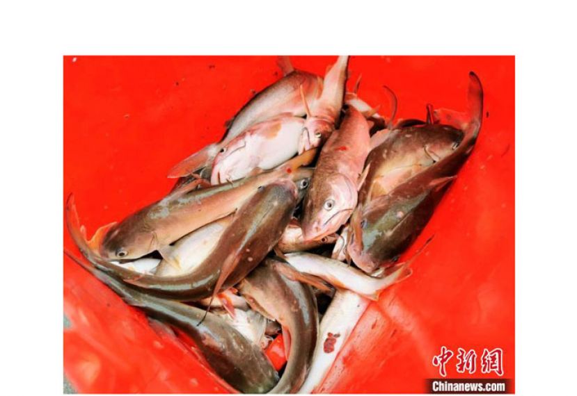 刚钓到的&ldquo;暗丁&rdquo;鱼。