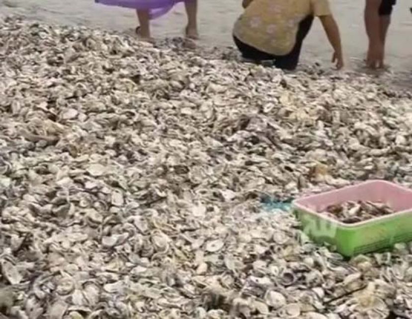 台风过境 民众捡&ldquo;天降生蚝&rdquo;有风险。
