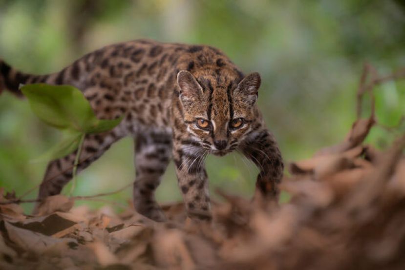科学家在玻利维亚发现猫科新物种Leopardus tilcayo。