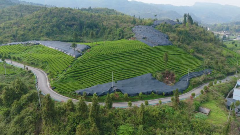 贵州省铜仁市江口县抹茶基地。