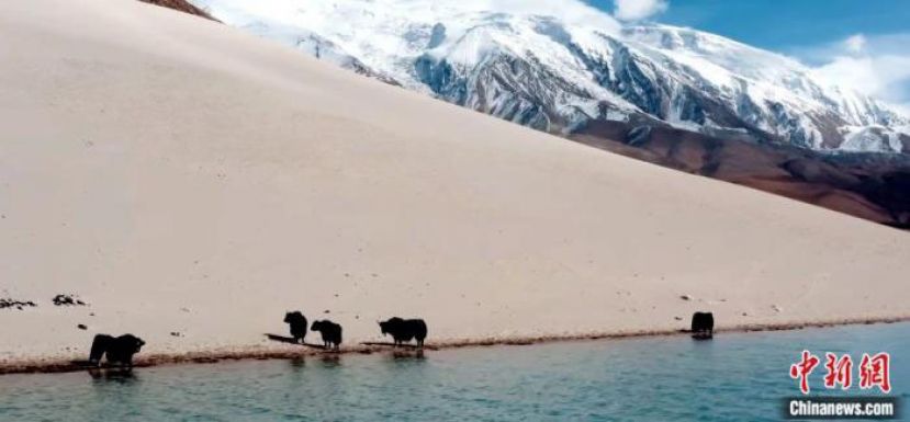昆仑山脉帕米尔高原上黺牛在湖边饮水。