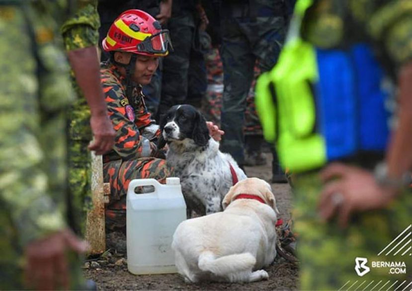 出动6只搜寻犬在灾场寻求9名失踪者