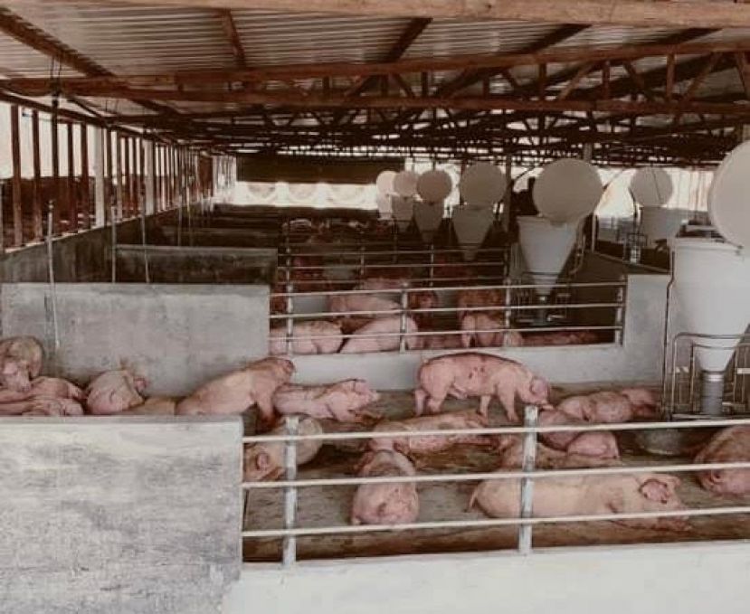 槟州兽医局拆除猪瘟病例的养猪场 埋1500头猪只