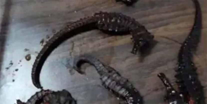 肇庆男子饮用药酒2年，始揭药材海马海龙为塑胶制。