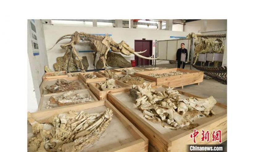 重庆市地质遗迹保护与研究实验室化石修复中心。