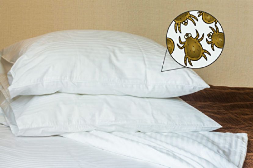 枕头是尘螨聚集地？两招教你清除尘螨防过敏