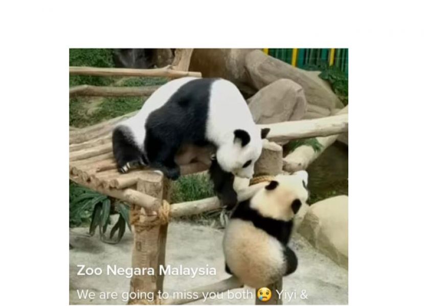 熊猫 &ldquo;谊谊&rdquo; 和 &ldquo;升谊&rdquo;　今年5月将返回中国