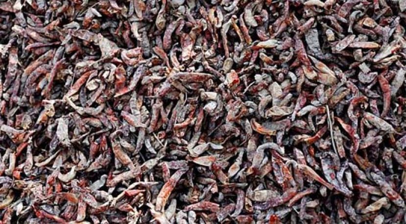 近年来因为极端气候，辣椒作物受创严重，变成类似小鱼干班灰黑模样。