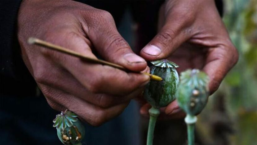 缅甸在军政府统治下 去年鸦片种植面积跃增33%