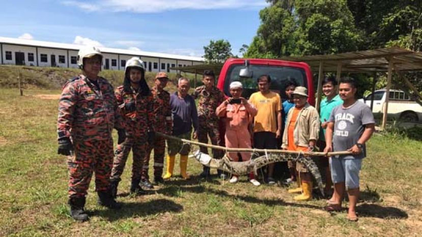 消拯人员将活擒抬离现场。