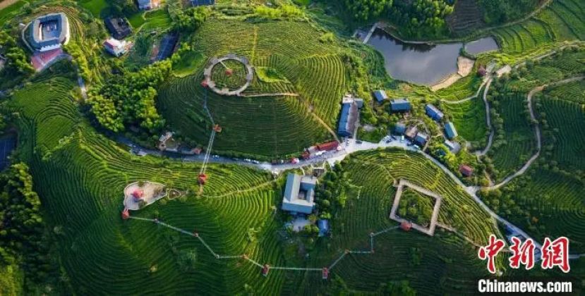 大田县屏山美人茶核心生产区。