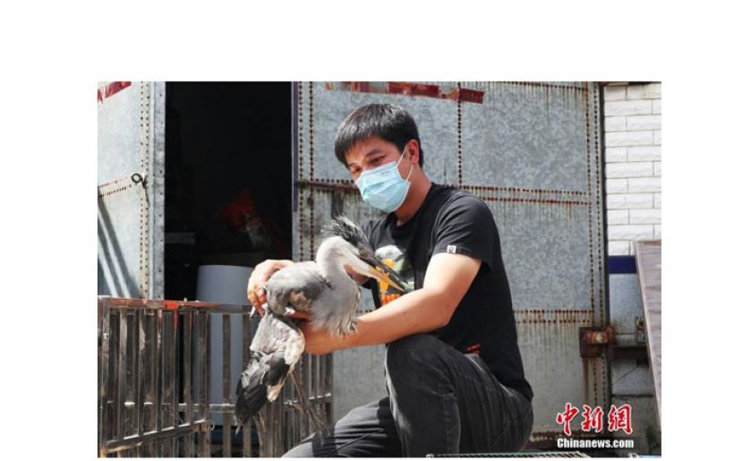 吉林省吉林市，吴剑锋在查看苍鹭的伤情。