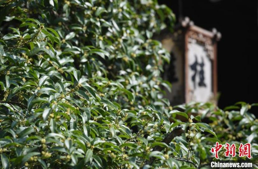 杭州&ldquo;西湖十景&rdquo;之一的&ldquo;满陇桂雨&rdquo;。