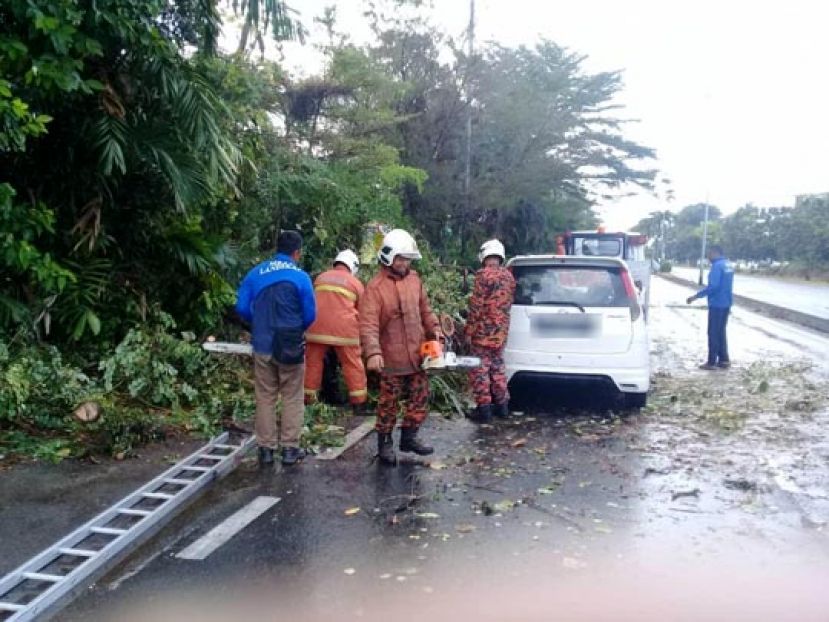 国产休闲车路经辉盛路时，不幸被倒树压中倒。