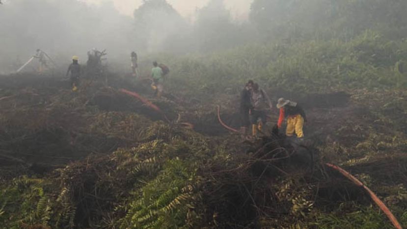 在灾区，参与灭火的私人公司员工大清早便投入救灾工作。