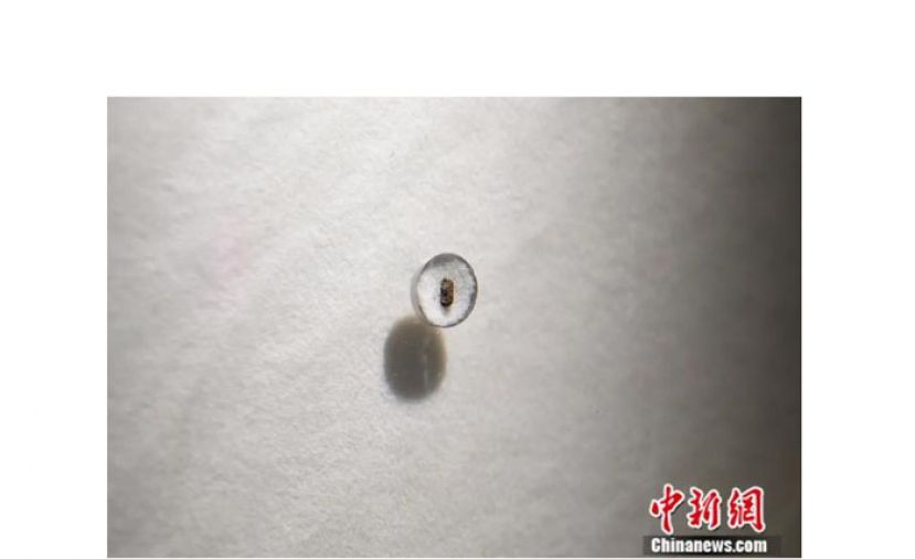 2021年11月，在北京中国国家博物馆&ldquo;稻&middot;源&middot;启明──浙江上山文化考古特展&rdquo;展出的炭化稻米。