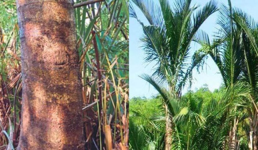 砂拉越政府致力发展加拉甲硕莪树种植业