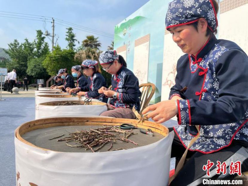 工作人员在处理铁皮石斛。
