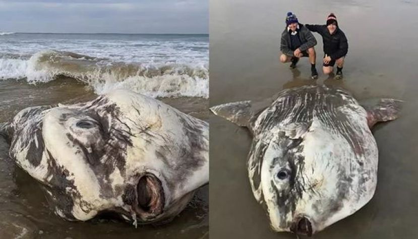 澳洲一只长得像外星人的大鱼再次在网上疯传。