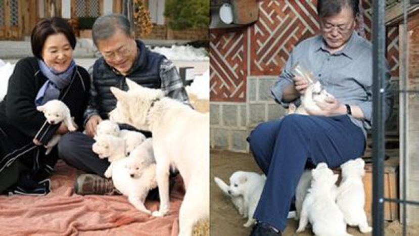 文在寅曾在脸书上分享丰山犬&ldquo;熊熊&rdquo;诞下7只幼犬的好消息。