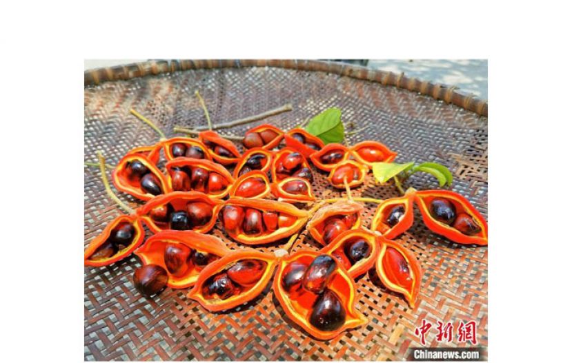 刚摘下的凤眼果，个头圆润饱满。