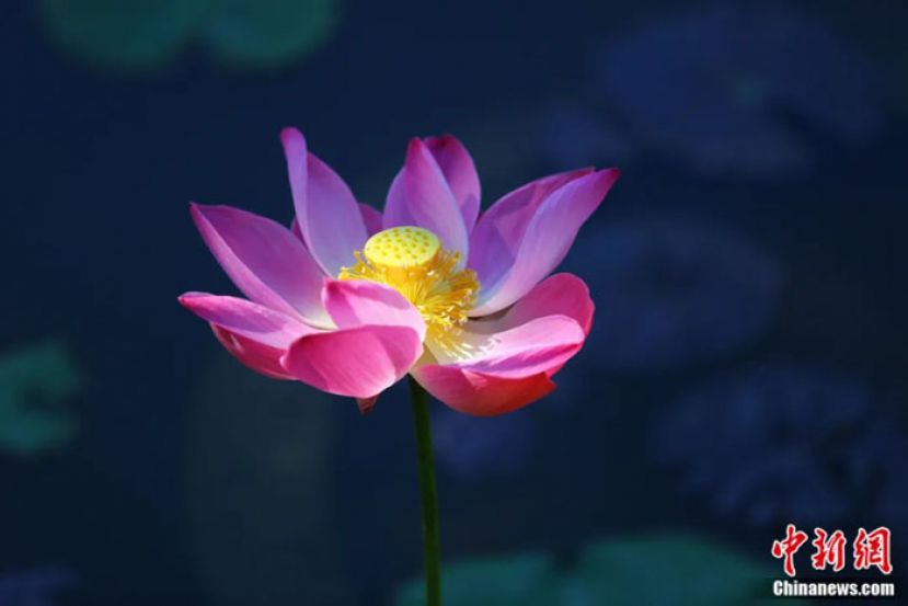 中国人为何爱荷花更尚 &ldquo;和合&rdquo; ？