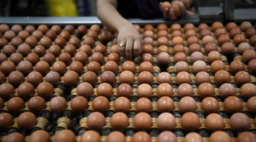 内阁议决维持A、B及C级鸡蛋顶价 鸡农的补贴从每个鸡蛋的3仙增至8仙