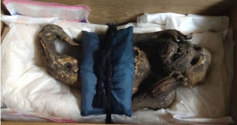 日本冈山县圆珠院的人鱼木乃伊真面目曝光。