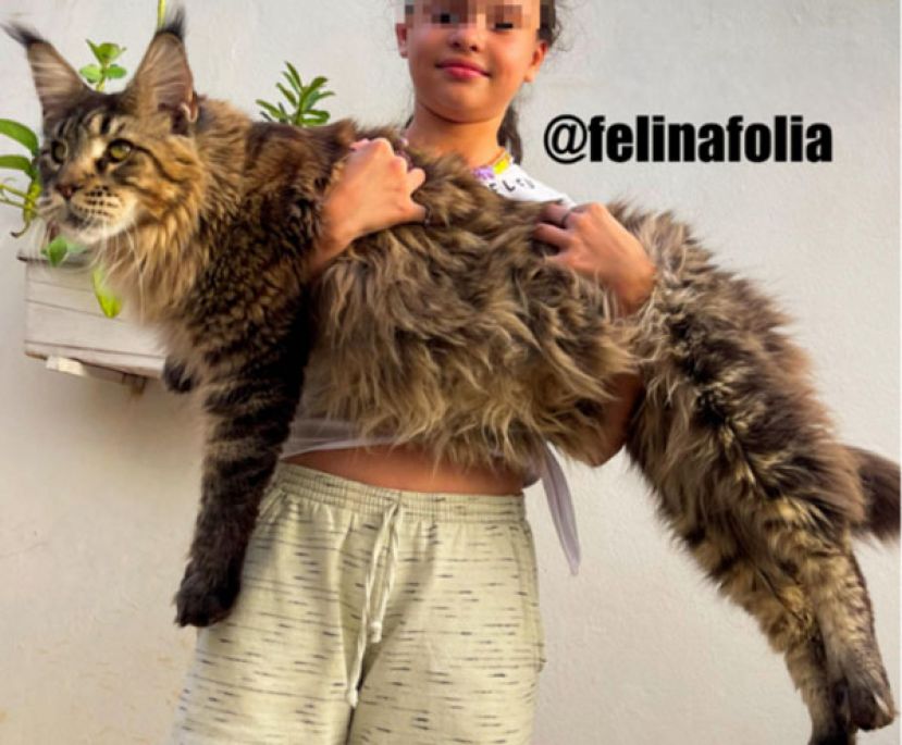 身长130公分的缅因猫，要参加《金氏世界纪录》的世界最巨家猫比赛。