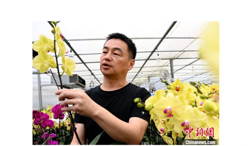张唐维介绍蝴蝶兰。