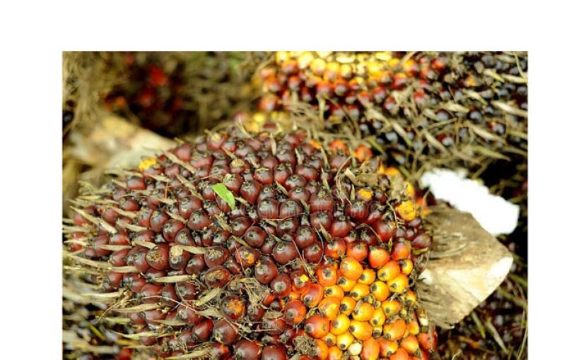 马棕油局与中国合作　促进棕油供应链稳定