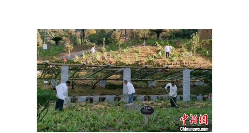 在胡玉平指导下，农户在祖氏百草中草药种植基地里种植中草药。