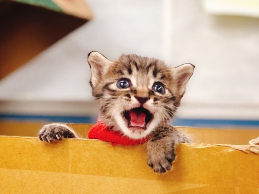 猫派福音！新加坡组屋将废止34年禁猫令。