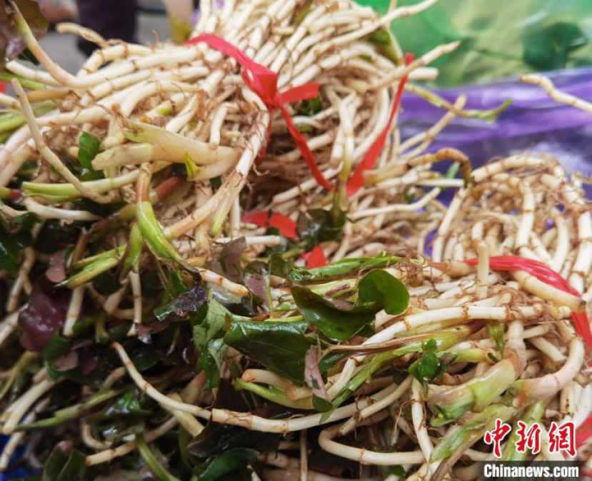 贵阳的新鲜折耳根。