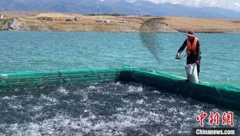 养殖工向网箱中的虹鳟鱼抛撒饵料。