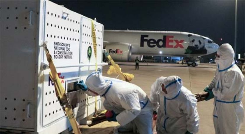 旅美大熊猫&ldquo;美香&rdquo;一家顺利抵达成都.