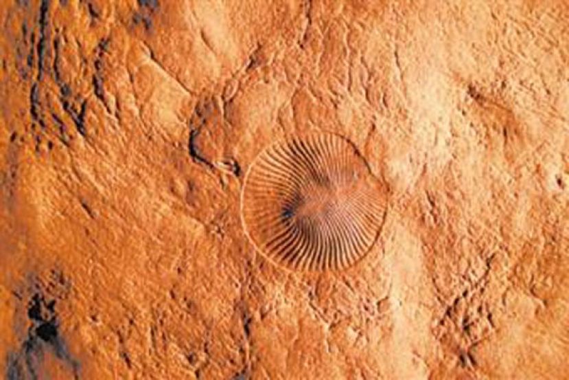 地球首次大规模灭绝　氧气供应减少或是主因