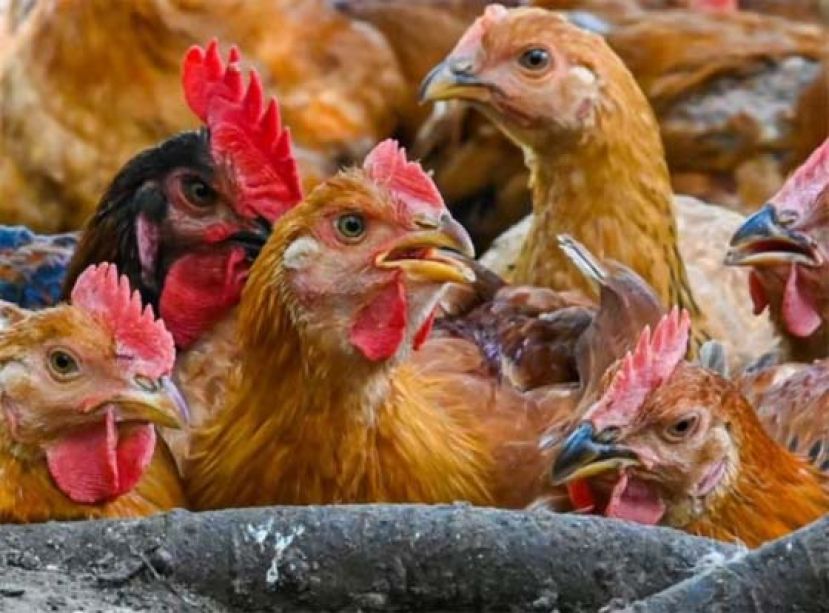 新加坡此前只从马来西亚进口活鸡。（示意图）