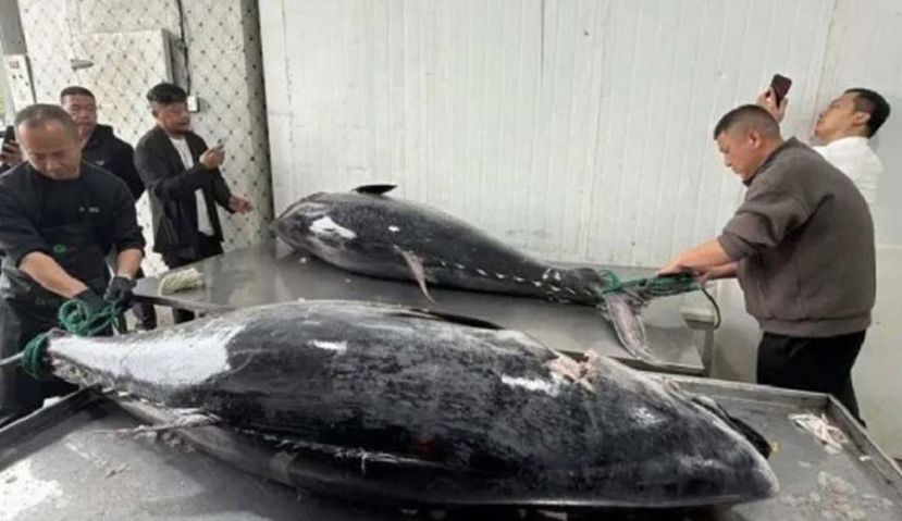 浙江渔民捕获2巨型蓝鳍吞拿鱼，总值料逾10万人民币。