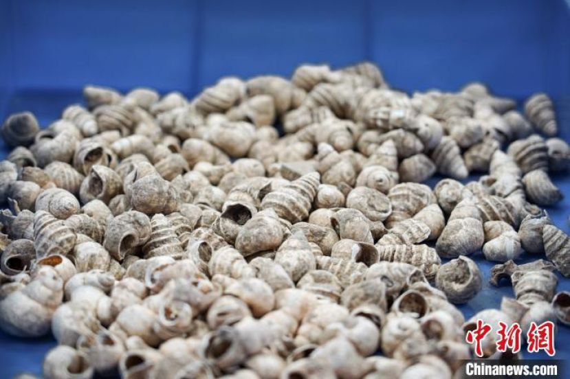 柳州白莲洞穴科学博物馆库房内的螺蛳壳化石。