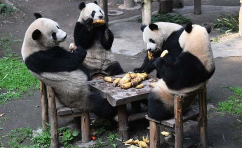 重庆四只大熊猫团团坐画面，真的太可爱了！