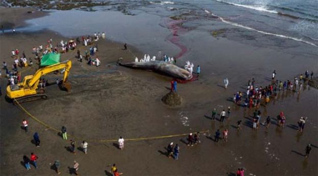 这头雄性抹香鲸8日下午被发现搁浅在峇里岛西部海滩上。