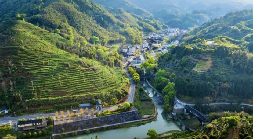 宁德福安市社口镇坦洋村。