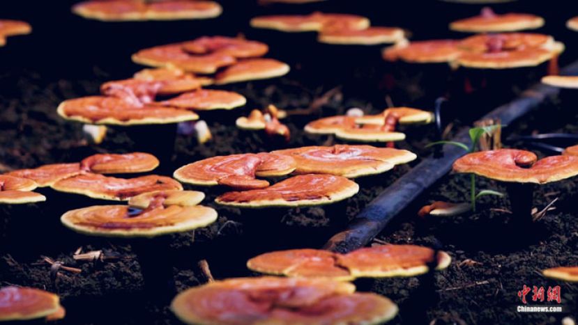 金色的灵芝仙草。