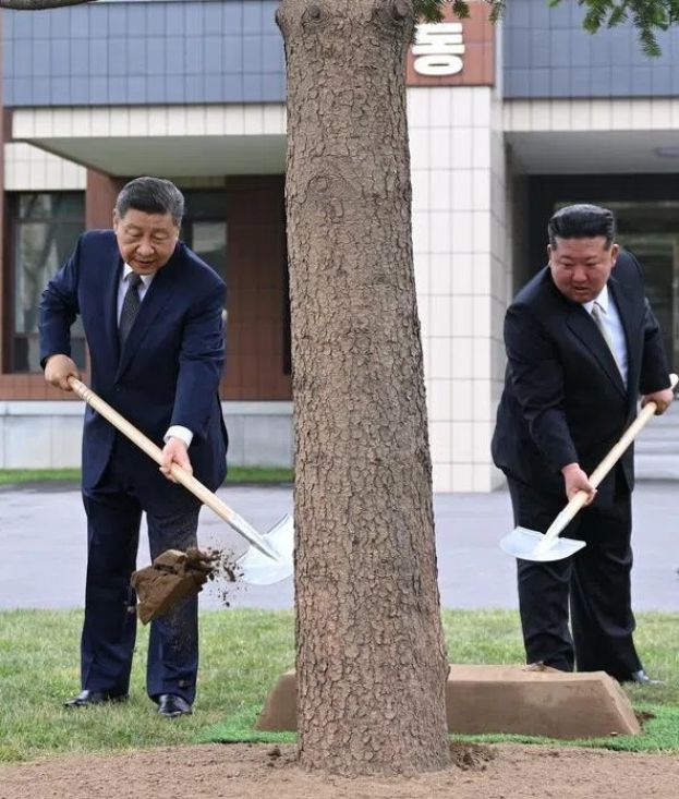主席习近平（右三）6月9日在金正恩（右二）陪同下，在平壤的朝鲜劳动党中央干部学校一同种下一株枞树。