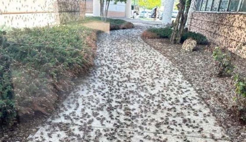 美国内华达州艾科镇近期遭到数百万只摩门蟋蟀入侵，蟋蟀爬满马路、庭院、甚至是房舍的墙面，令当地人不断惊呼&ldquo;超恶&rdquo;。