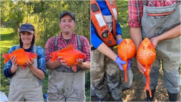 加拿大安大略省及英属哥伦比亚省饱受外来种金鱼的困扰。