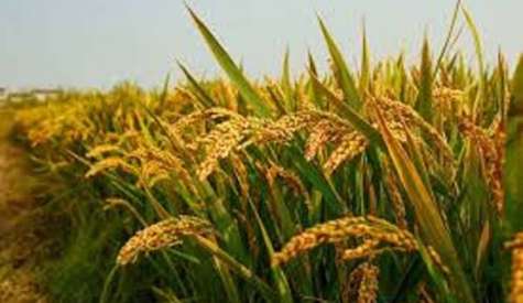 稻作成本飙升冲击生计 约三成稻农或停耕转作